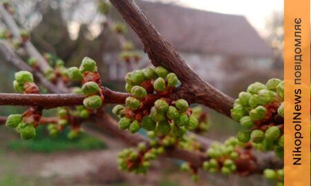 Погода у Нікополі