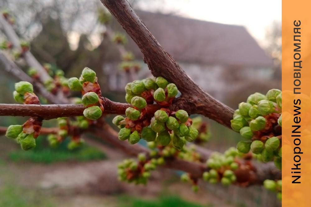 Без опадів: погода у Нікополі 1 квітня 1 Погода у Нікополі