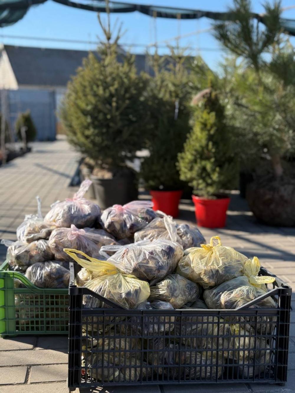 Томаківка отримала 1000 цибулин тюльпанів від садового маркету 2