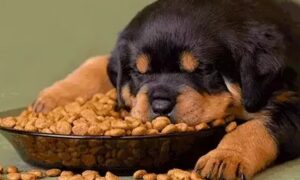 ВПО Нікополя 2