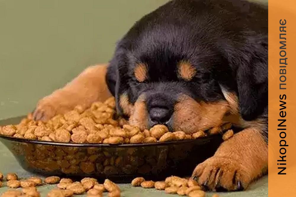 Для ВПО Нікополя з тваринами: долучайтесь до анкетування від Червоного хреста 1 ВПО Нікополя 2