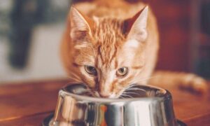 ВПО у Томаківській громаді можуть отримати корм для тварин 2