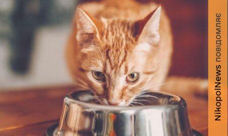 ВПО у Томаківській громаді можуть отримати корм для тварин 2