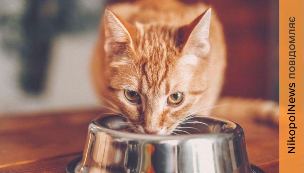 ВПО у Томаківській громаді можуть отримати корм для тварин 2