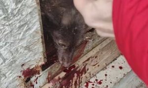 Армагеддон в притулку Нікополя: район накрили «Градами», арта та дрони не дають видихнути (відео)