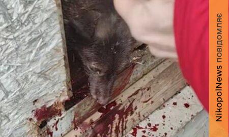 Армагеддон в притулку Нікополя: район накрили «Градами», арта та дрони не дають видихнути (відео)