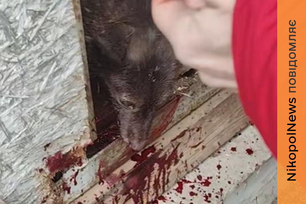 Армагеддон в притулку Нікополя: район накрили «Градами», арта та дрони не дають видихнути (відео) 1 Армагеддон в притулку Нікополя: район накрили «Градами», арта та дрони не дають видихнути (відео)