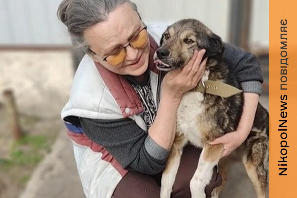 Неймовірно щемлива історія з Нікополя: пес двічі втратив дім через обстріли і був поранений, але врешті возз’єднався зі своєю Надією (відео) 1 Неймовірно щемлива історія з Нікополя: пес двічі втратив дім через обстріли і був поранений, але врешті возз’єднався зі своєю Надією (відео)