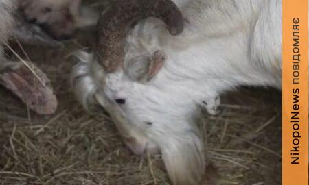 Жили разом з власником у підвалі: 16 козлів евакуювали на Дніпропетровщину з Оріхова - ЗМІ