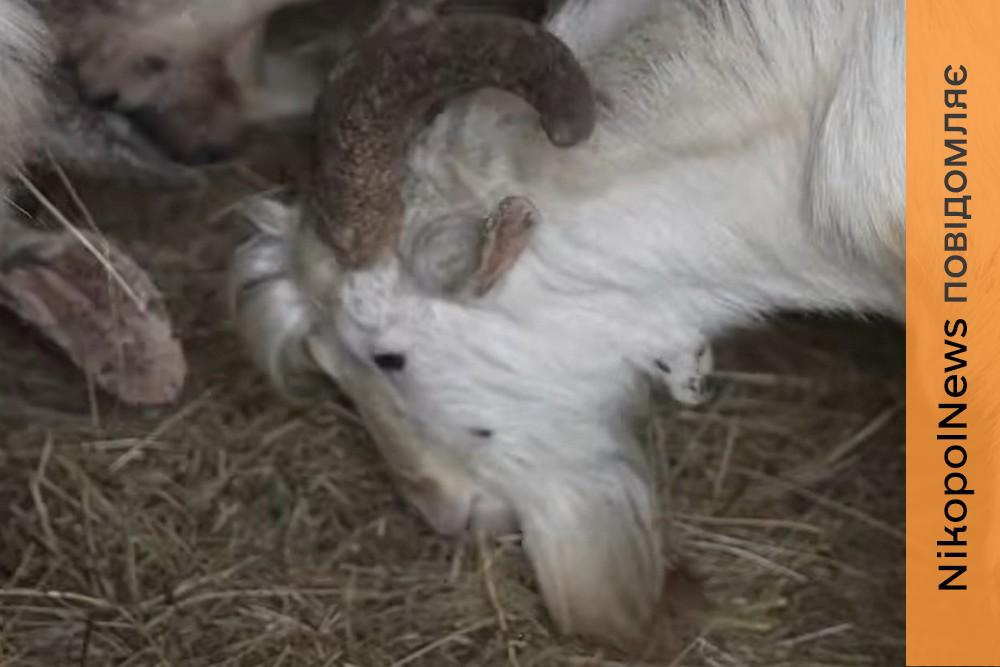 Жили разом з власником у підвалі: 16 козлів евакуювали на Дніпропетровщину з Оріхова - ЗМІ 1 Жили разом з власником у підвалі: 16 козлів евакуювали на Дніпропетровщину з Оріхова - ЗМІ