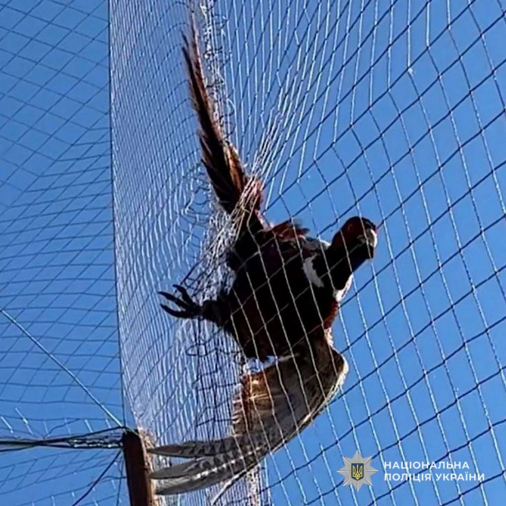 на Нікопольщині врятували дикого птаха (фото) на Нікопольщині врятували дикого птаха (фото)