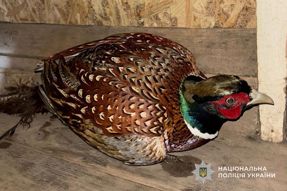 на Нікопольщині врятували дикого птаха (фото) 2 на Нікопольщині врятували дикого птаха (фото) 2