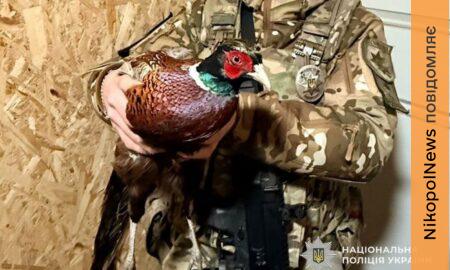 на Нікопольщині врятували дикого птаха (фото) 3