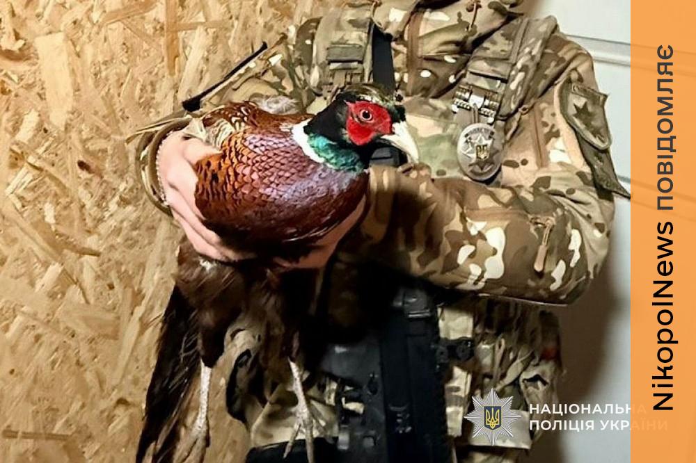 на Нікопольщині врятували дикого птаха (фото) 3