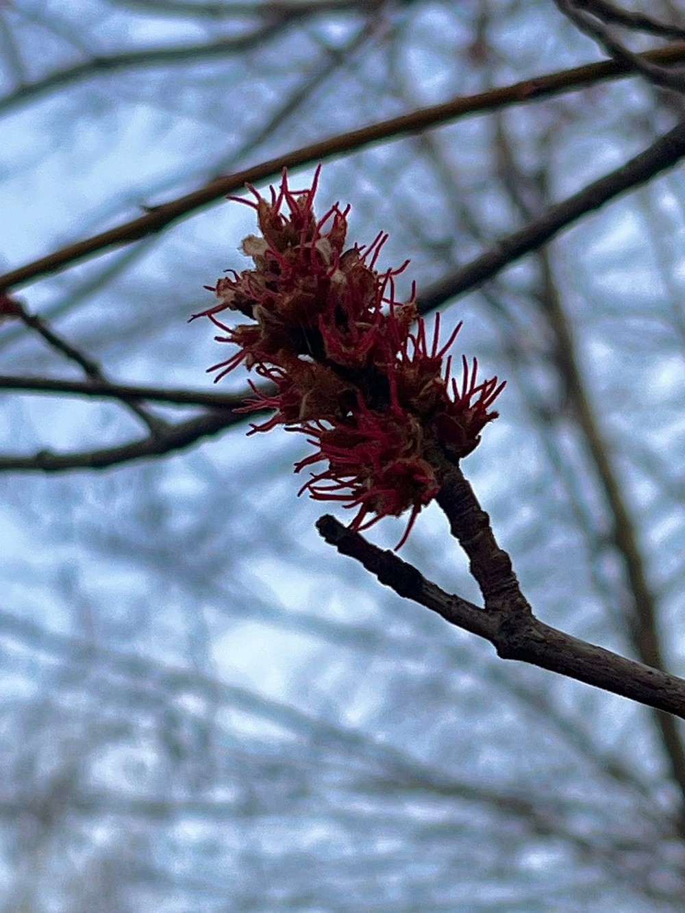 нікополь (3) нікополь (3)