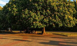 нікопольцями