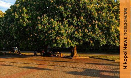 нікопольцями