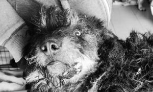 обстрілу Нікополя 7 березня собака