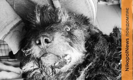 обстрілу Нікополя 7 березня собака