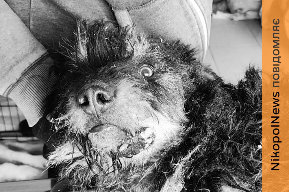 Не вийшла з наркозу: померла поранена під час обстрілу Нікополя 7 березня собака 2 обстрілу Нікополя 7 березня собака