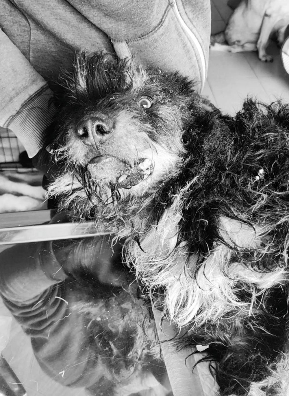 обстрілу Нікополя 7 березня собака 2 обстрілу Нікополя 7 березня собака 2