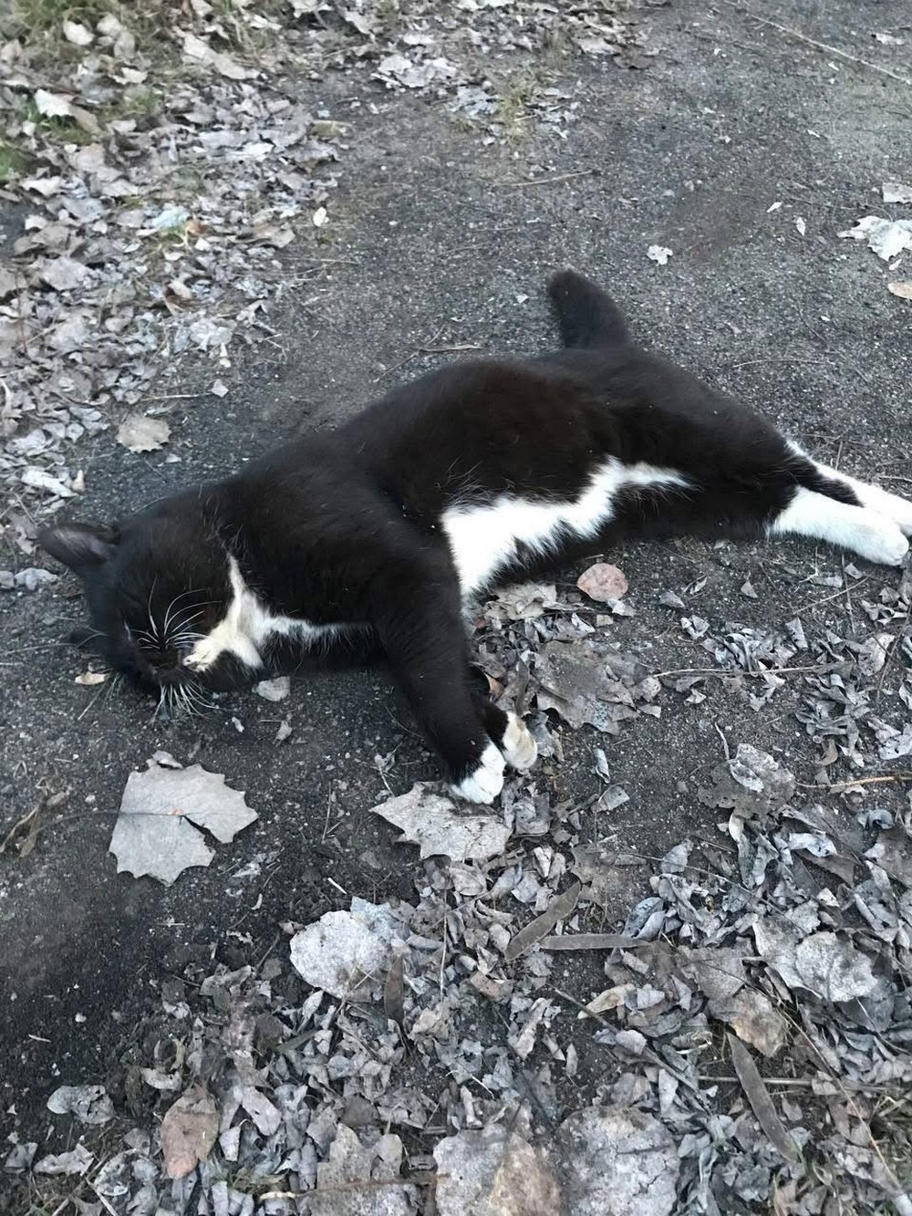 Їх годували і навіть зробили будиночок… У Покрові невідомі отруїли вуличних котиків (фото)