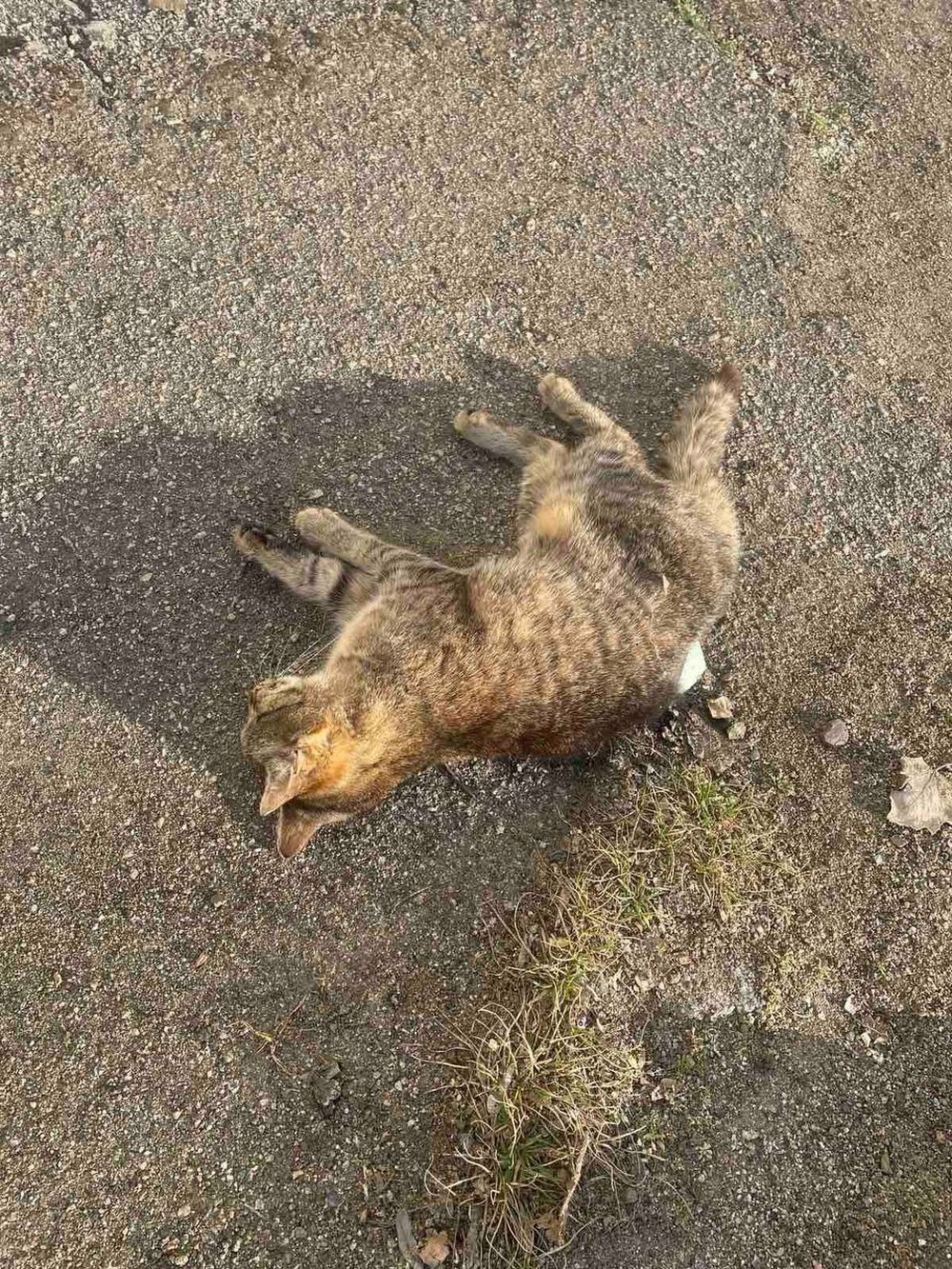 Їх годували і навіть зробили будиночок… У Покрові невідомі отруїли вуличних котиків (фото)