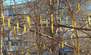 Сонячно, тепло і вітряно: погода у Нікополі 14 березня