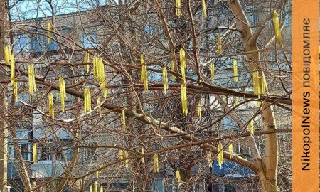 Сонячно, тепло і вітряно: погода у Нікополі 14 березня