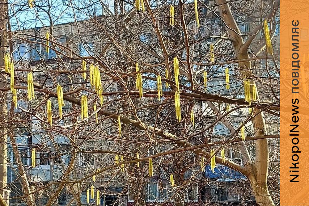 Сонячно, тепло і вітряно: погода у Нікополі 14 березня