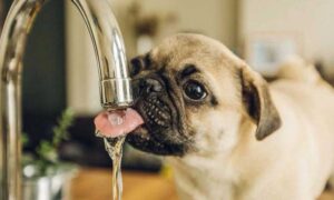 У Марганці 19 березня відключать воду на двох вулицях – перелік