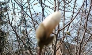 погода у Нікополі 31 березня