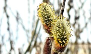 погода у Нікополі