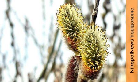 погода у Нікополі