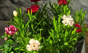 погода у Нікополі 4 березня