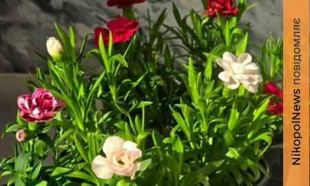 погода у Нікополі 4 березня