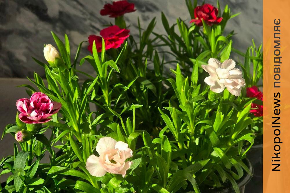 погода у Нікополі 4 березня