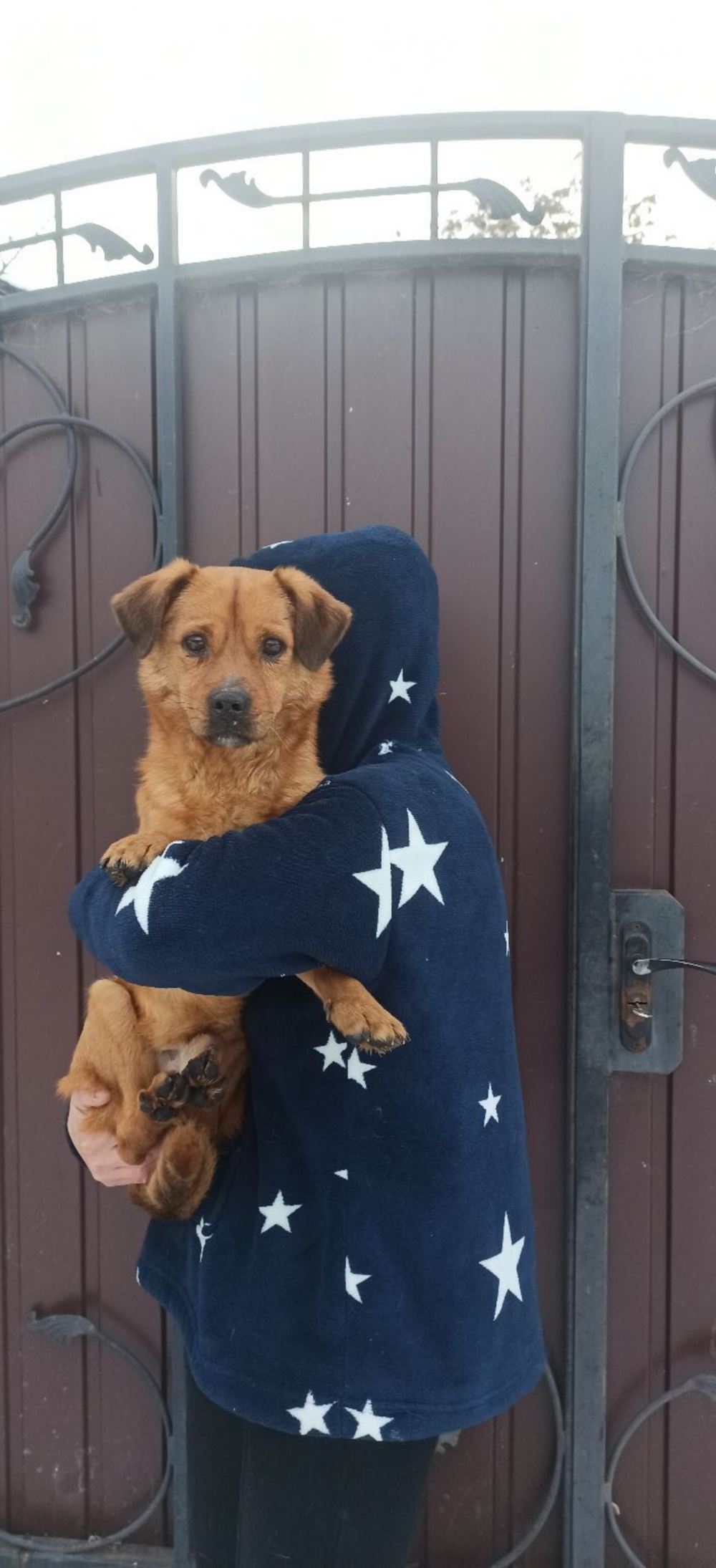 у Нікополі у Нікополі