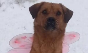 у Нікополі 2