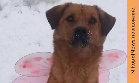 у Нікополі 2