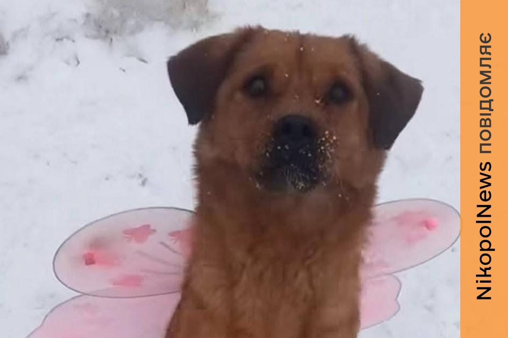 Волонтерка готова забезпечити їжею: у Нікополі собака шукає люблячу родину (фото) 1 у Нікополі 2