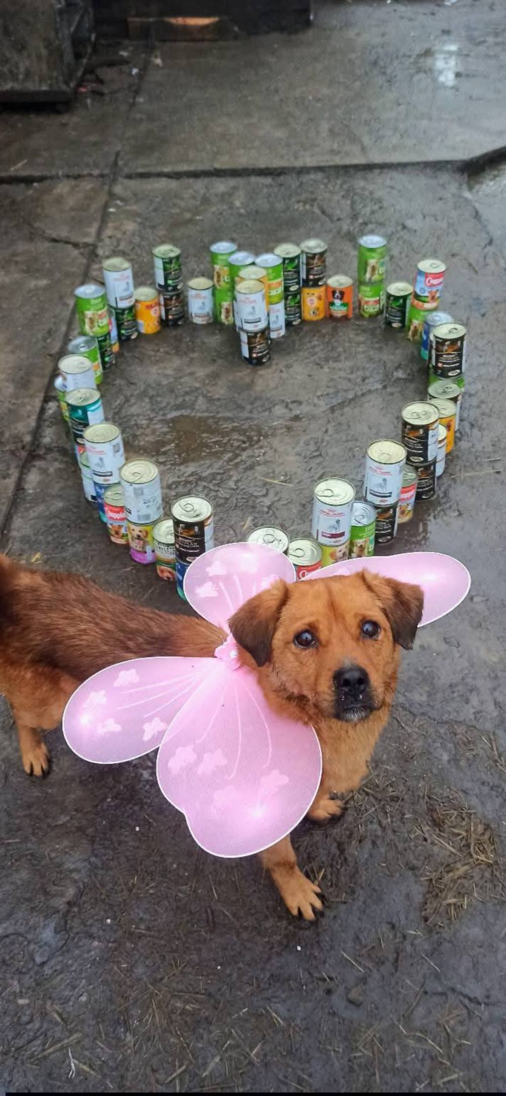 у Нікополі 3 у Нікополі 3