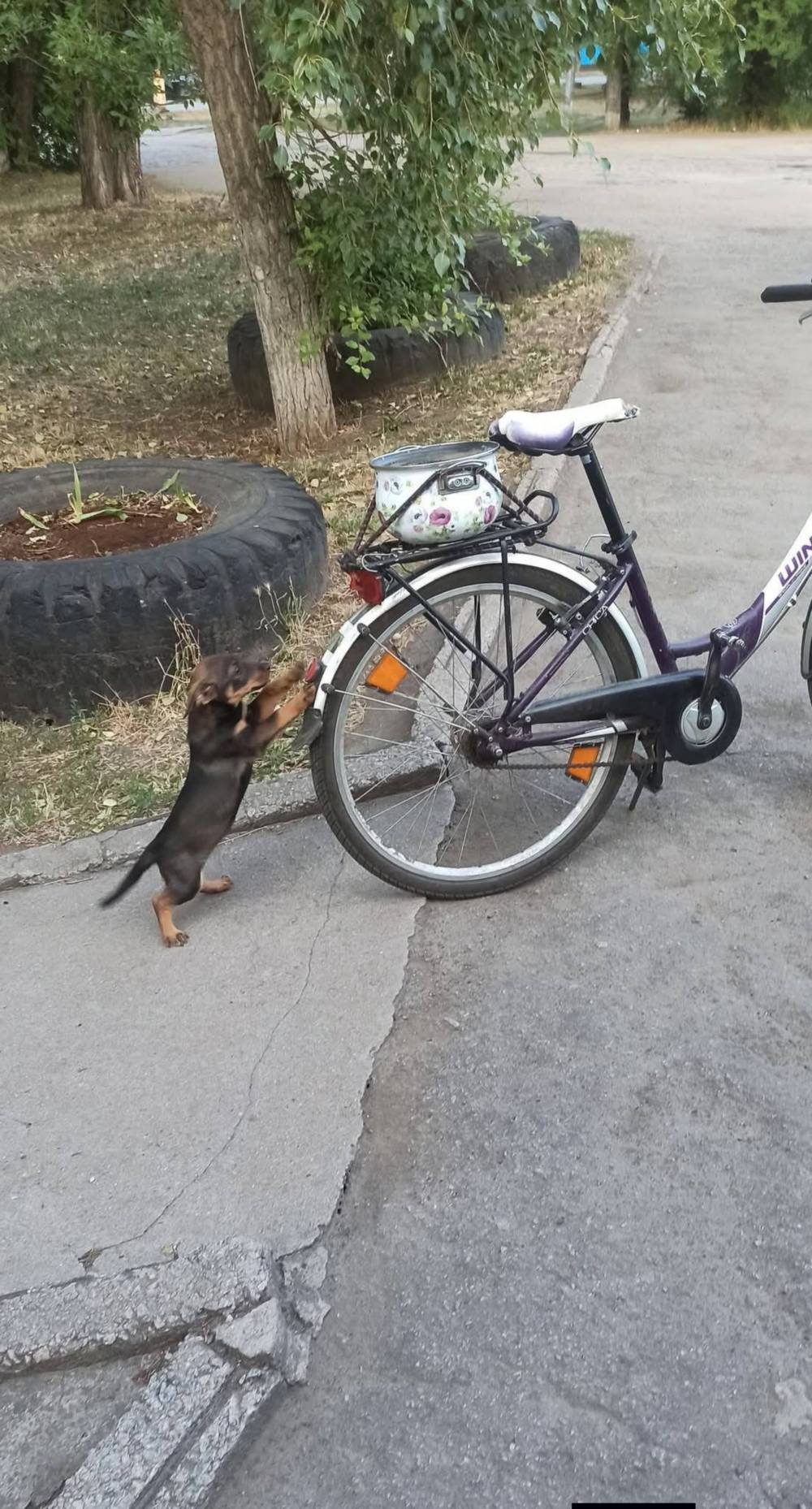 з Нікополя 2