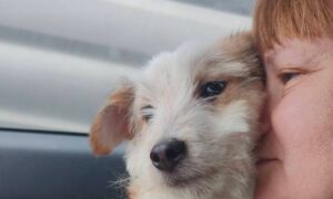 з Нікополя 2