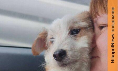 з Нікополя 2