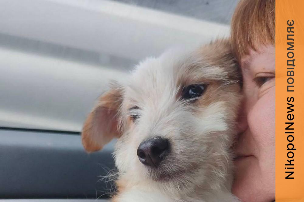 «З обіймів однієї мами в обійми іншої матусі»: ще одна собака з Нікополя знайшла люблячу родину в Польщі 1 з Нікополя 2