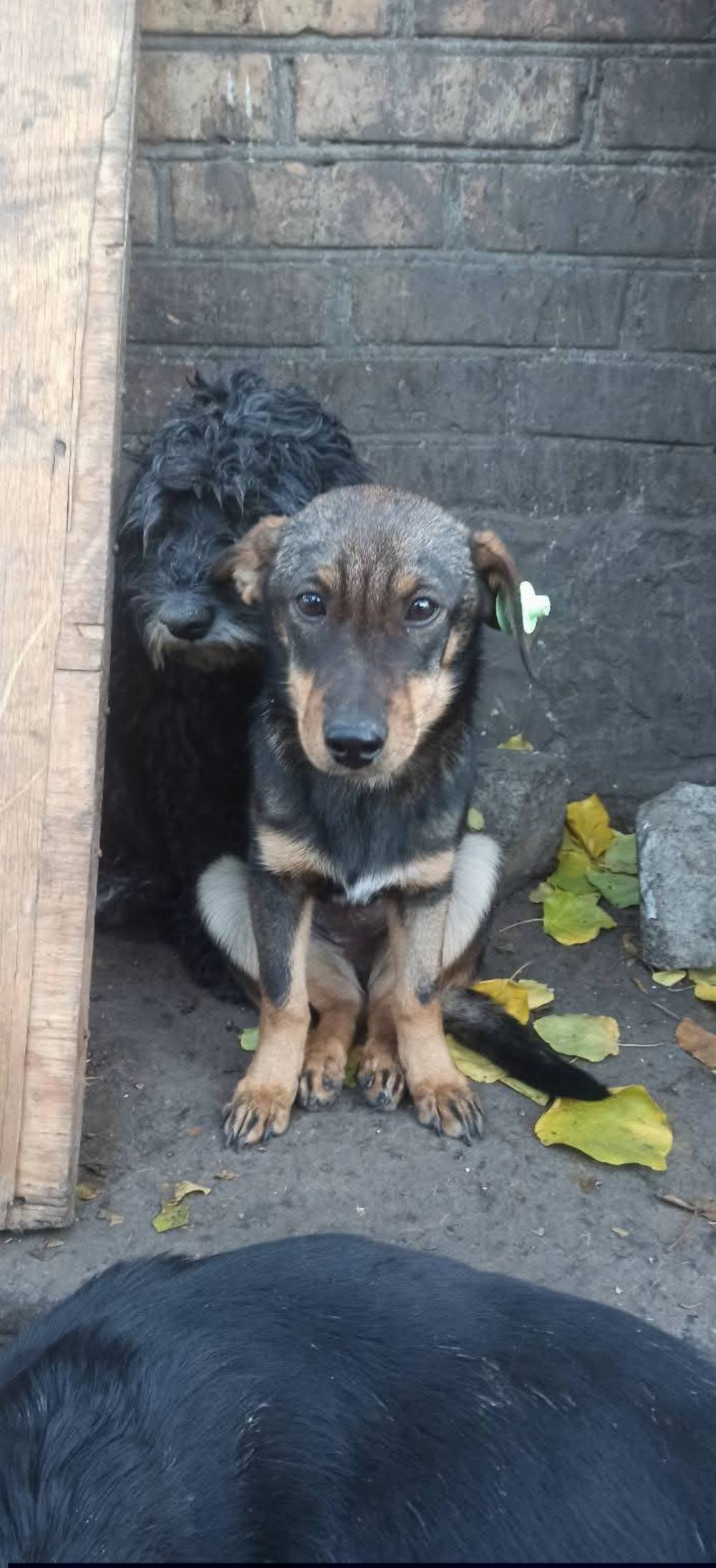 з Нікополя 3