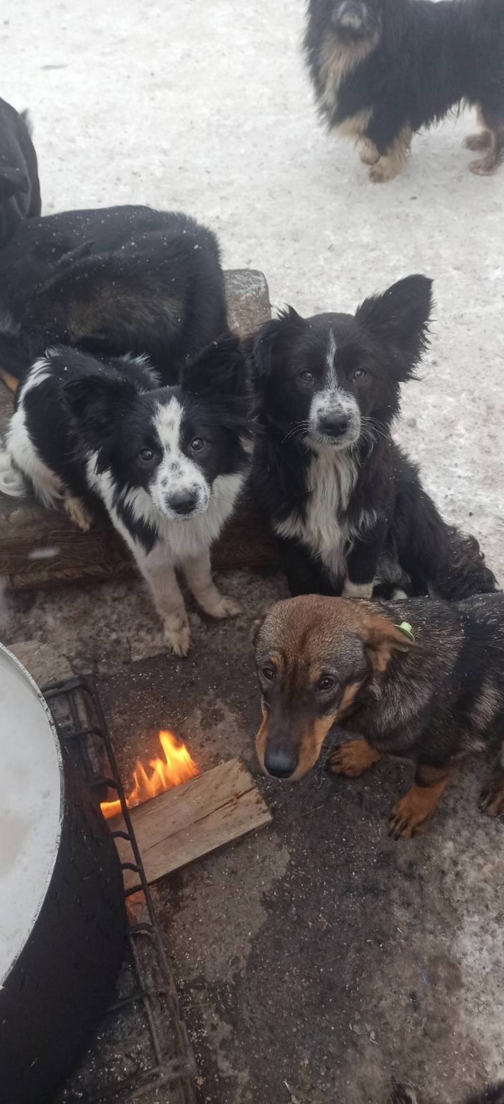 з Нікополя 4