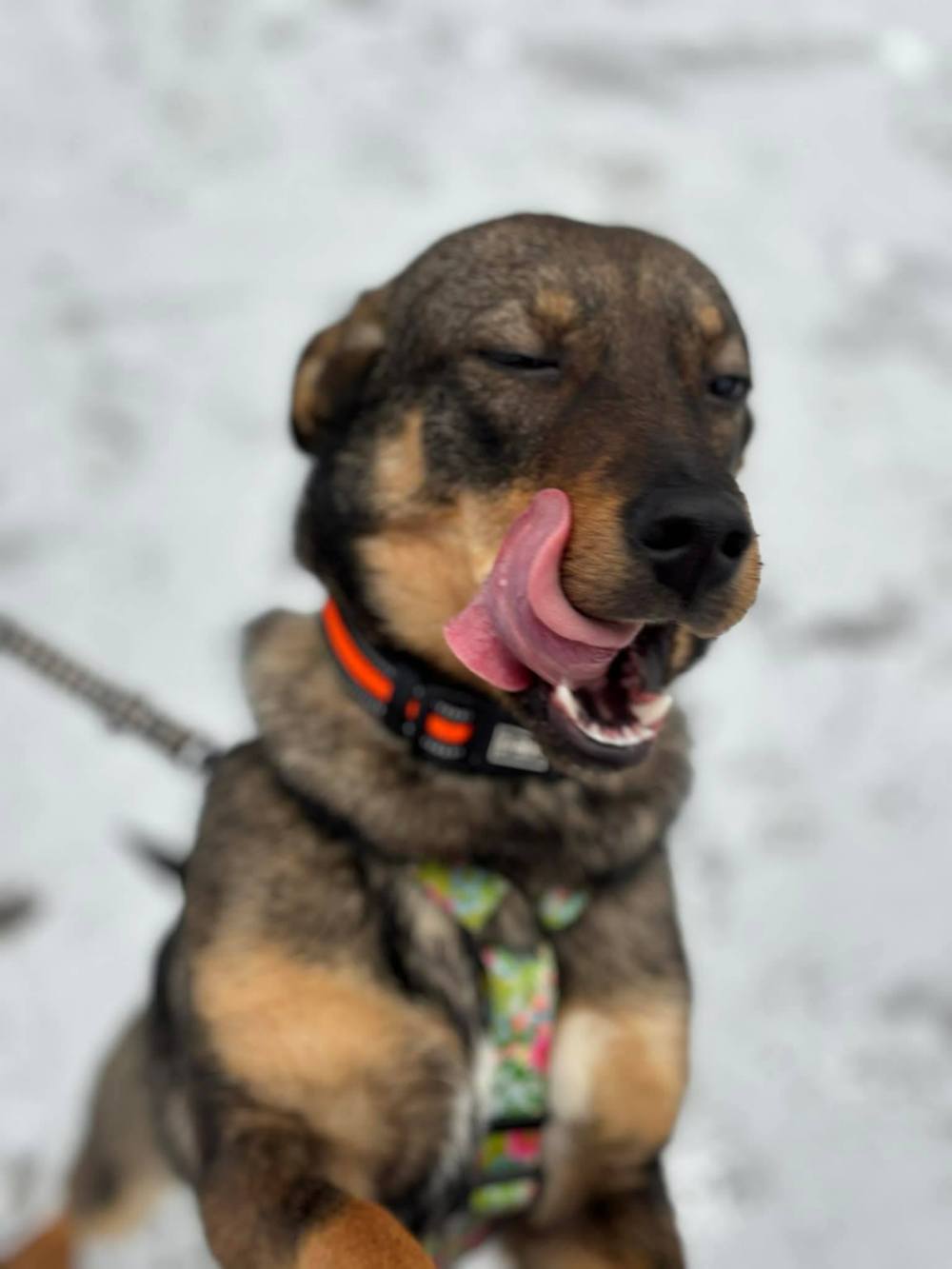 з Нікополя 5