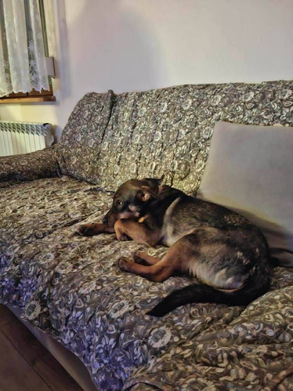 з Нікополя 6